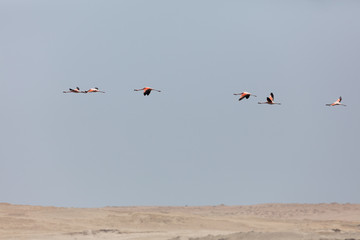 Flamingos  in Paracas, Peru.