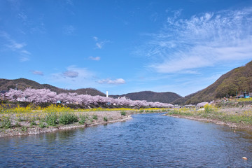 Fototapeta premium 井原堤の桜