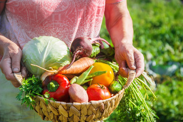 grandmother in the garden gather the harvest. Selective focus.