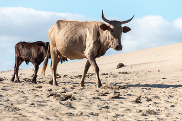 Cow 's walking On the beach