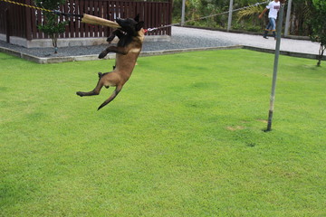 Pastor Belga Malinois