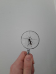 A Non Spider Insect Through A Magnifier