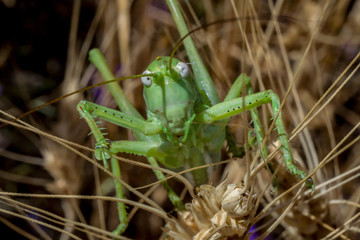 Green grasshopper (Tettigonia viridissima) sitting in a Bush of wheat on a hot day in Russia in the summer