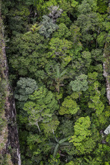Aerial view of a green forest