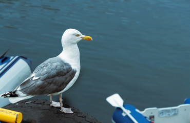 seagull on a tyre