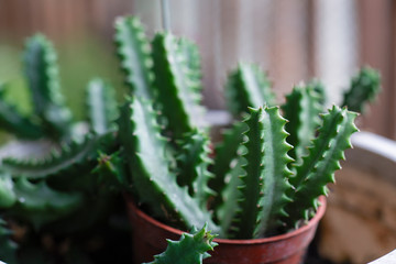 cactus plant in pot with close up shot.