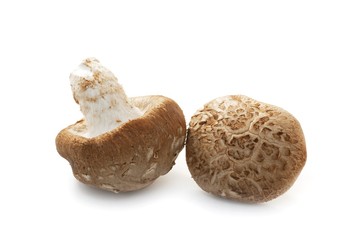 King Oyster Mushroom on white background.