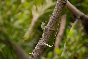 coppersmith barbet, crimson-breasted barbet, coppersmith