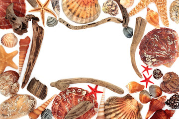 Driftwood and seashell abstract background border on white with copy space.