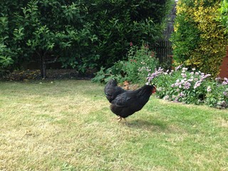 poule noire ,portrait dans le poulailler