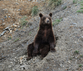 Brown bear playing in the zoo