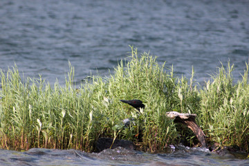 Nesting Loon