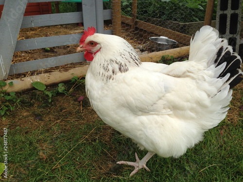 Poule Blanche Dans Enclos Du Poulailler Stock Photo And Royalty