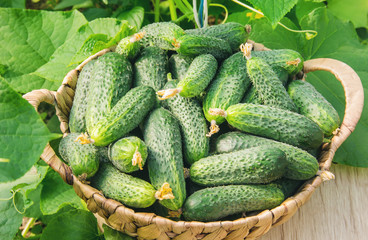 homemade cucumber cultivation and harvest. selective focus.