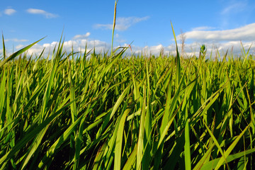 Green grass and blue sky