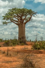 Deurstickers Madagascar baobab © Matthias Heib