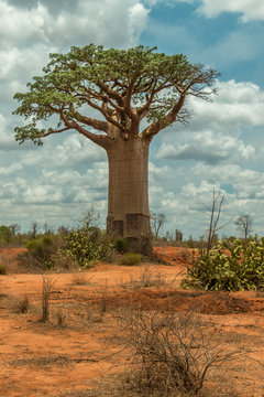 Madagascar baobab