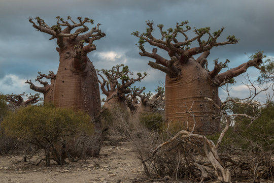 Madagascar Baobabs