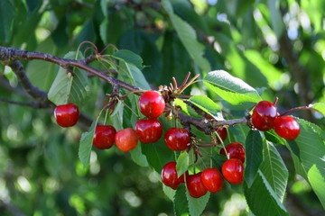 branche de cerisier pleines de cerises bio