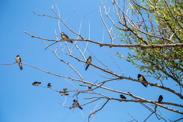 birds on a tree