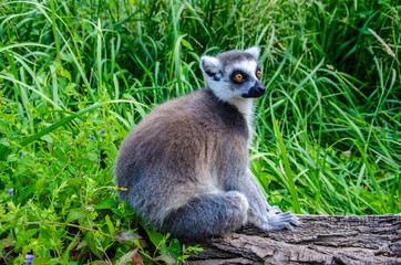 One lemur sitting on a log in the grass