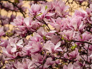 Pinke Magnolien Blüte im Frühling 