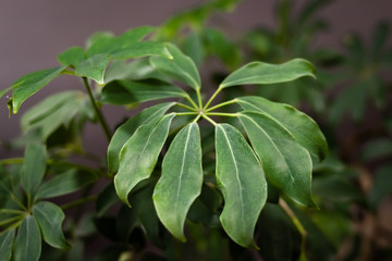 Green leaves of indoor plant