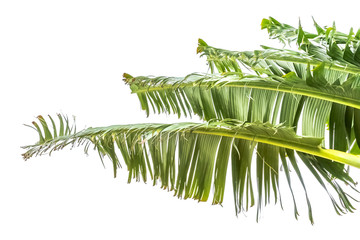 Feuilles de l’arbre du voyageur 