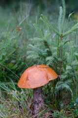Large boletus grows under the little tree. He has a yellowish hat and a white stipe.