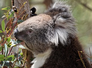 koala