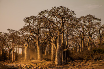 baobab tree