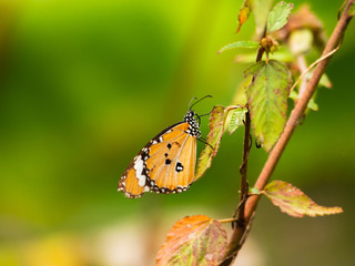 Close up Common tiger butterfly on tree branch and natural green background.