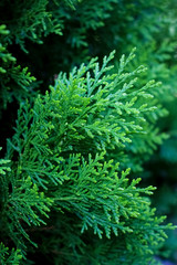 Fir plant, close-up of twigs and seeds