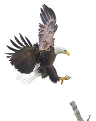 American Bald Eagle Landing on a Tree Branch