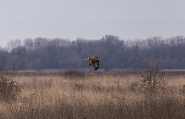 Common buzzard flying over land