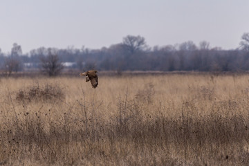Common buzzard flying over land