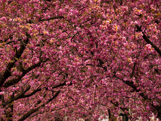 Kirschblüten im Frühling Sakura in Bonn