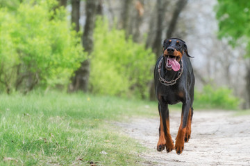 Walk in the park with your favorite doberman