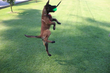 Malinois