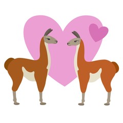 Fototapeta na wymiar Two cartoon lamas in love. Guanaco couple and hearts. Vector illustration in flat style.