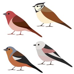 Vector collection of garden bird. Long-tailed tit, crested tit, chaffinch, rosefinch isolated on white background. Colorful bird set in flat style 