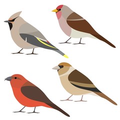 Vector collection of garden bird. Waxwing, redpoll, red crossbill, hawfinch isolated on white background. Colorful bird set in flat style 