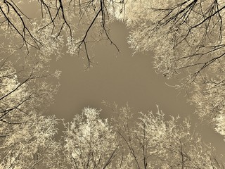 Sepia of the Branches of Tree Crowns Covered with Hoar Frost in Winter as Background Texture
