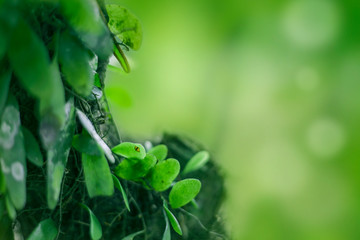 Fresh Green Nature Background