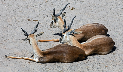 Blackbuck antelopes. Latin name - Antilope cervicapra	
