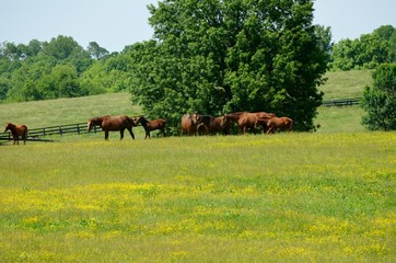 horses in a field