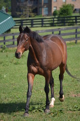 Fototapeta premium horse in the field
