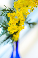 Mimosa Bouquet in a Blue Glass Bottle Abstract Blurry Shallow Depth of Field Background