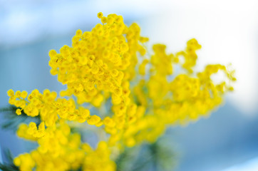 Mimosa Bouquet in a Blue Glass Bottle Abstract Blurry Shallow Depth of Field Background