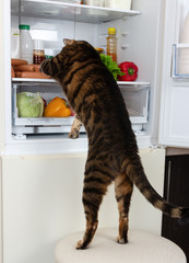 Cat steals sausage from the refrigerator